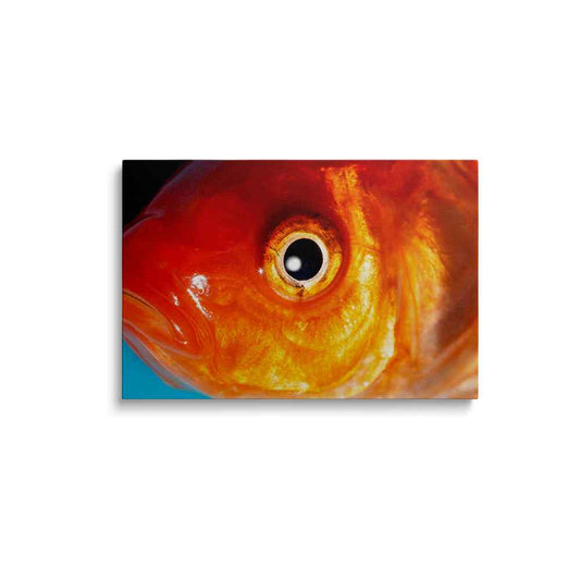 Fish eye painting | Whirlpool Wonders | wallstorie