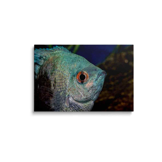 Fish eye painting | Seafaring Symphony | wallstorie