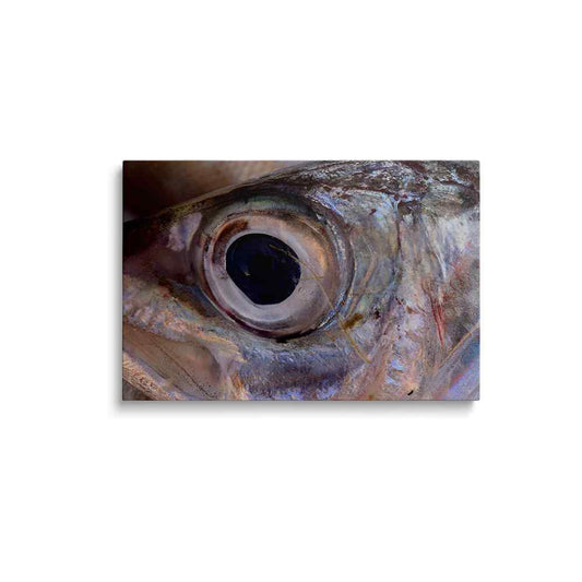 Fish eye painting | Ocean's Perspective | wallstorie