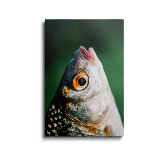 Fish eye painting | Enchanted Depths | wallstorie