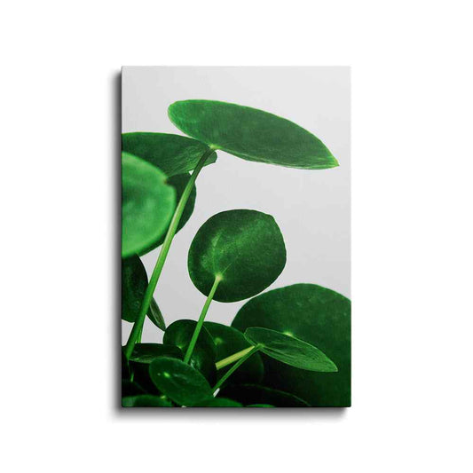 Botanical prints | Pilea Chinese Money Plant | wallstorie