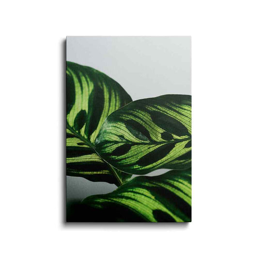 Botanical prints | Prayer Plant Leaf | wallstorie