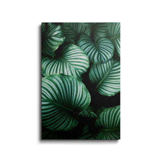 Botanical prints | Calathea Orbifolia | wallstorie