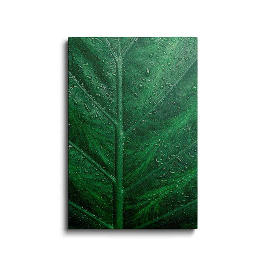 Botanical prints | Water Drop On Banana Leaf | wallstorie