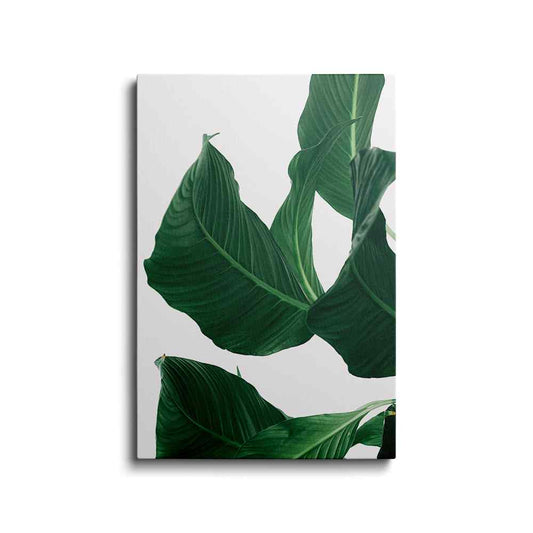 Botanical prints | Banana Leaf-2 | wallstorie