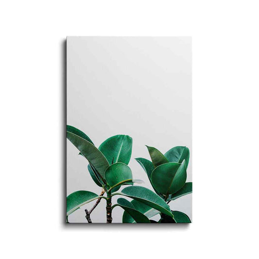 Botanical prints | Rubber Plant | wallstorie