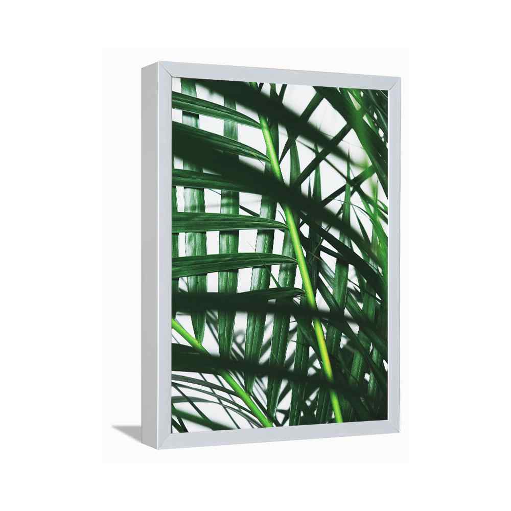 Bamboo Plant---