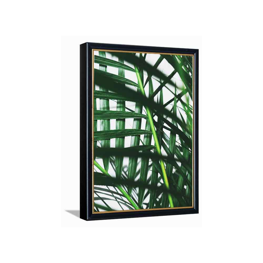 Bamboo Plant---