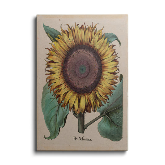 Botanical prints | Sunflower's Face | wallstorie