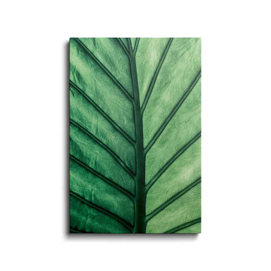 Botanical prints | Banana Leaf-3 | wallstorie