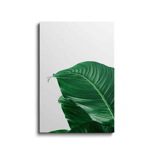 Botanical prints | Monstera Leaf | wallstorie
