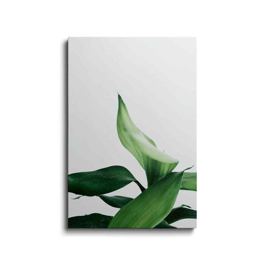Botanical prints | Greenery | wallstorie