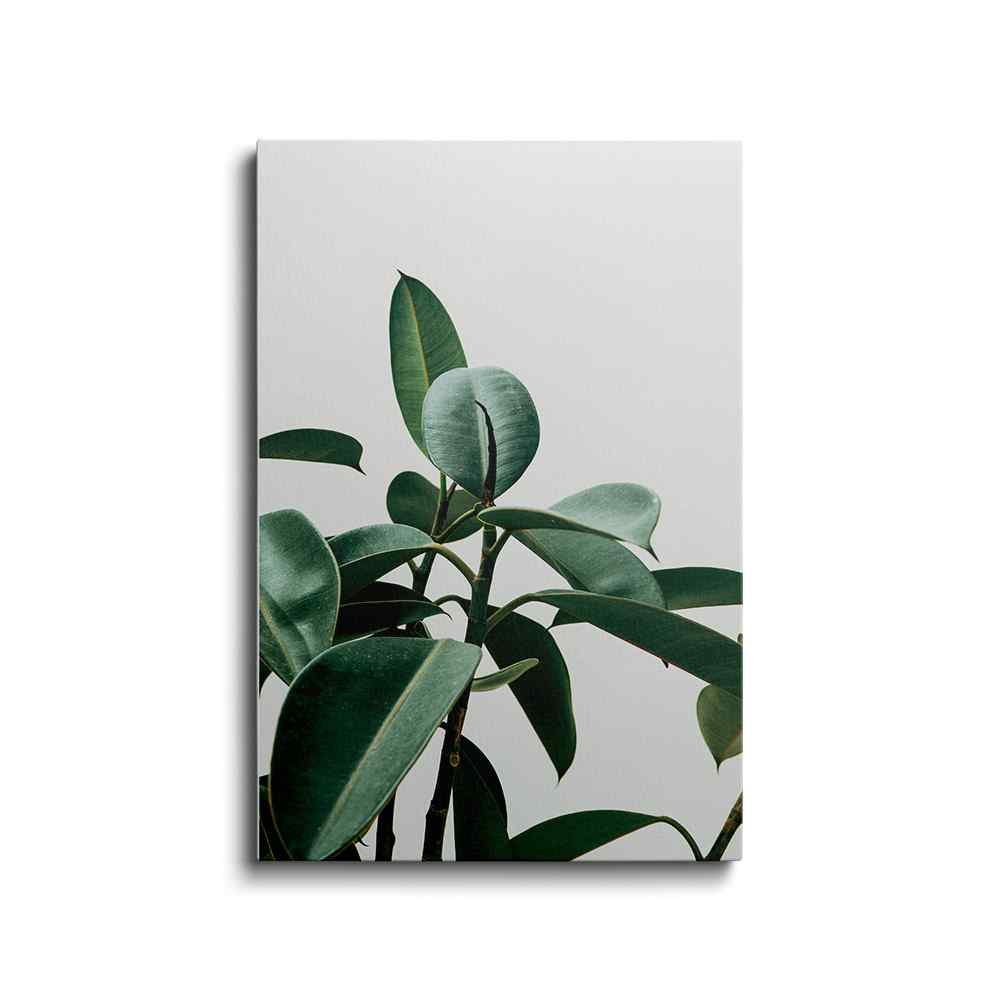 Elastica Plant---
