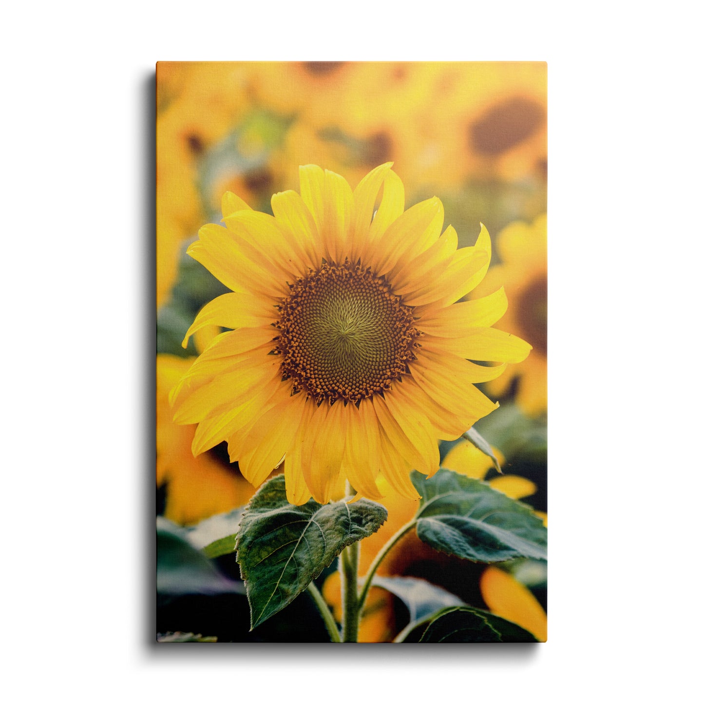 Nautrally Sunflower---