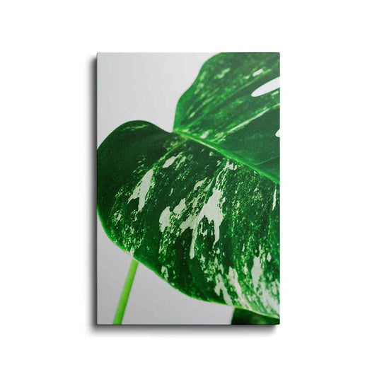 Botanical prints | Monstera Green | wallstorie