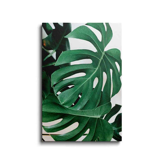 Botanical prints | Monstera Leaf-3 | wallstorie
