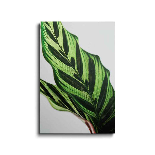 Botanical prints | Peacock Plant Leaf | wallstorie