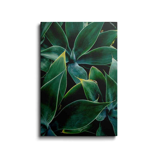Botanical prints | Century Plant | wallstorie