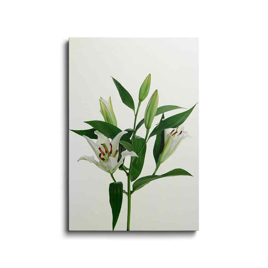Botanical prints | Lily Flower With Leaf | wallstorie