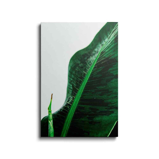 Botanical prints | Fresh Green  Leaf | wallstorie