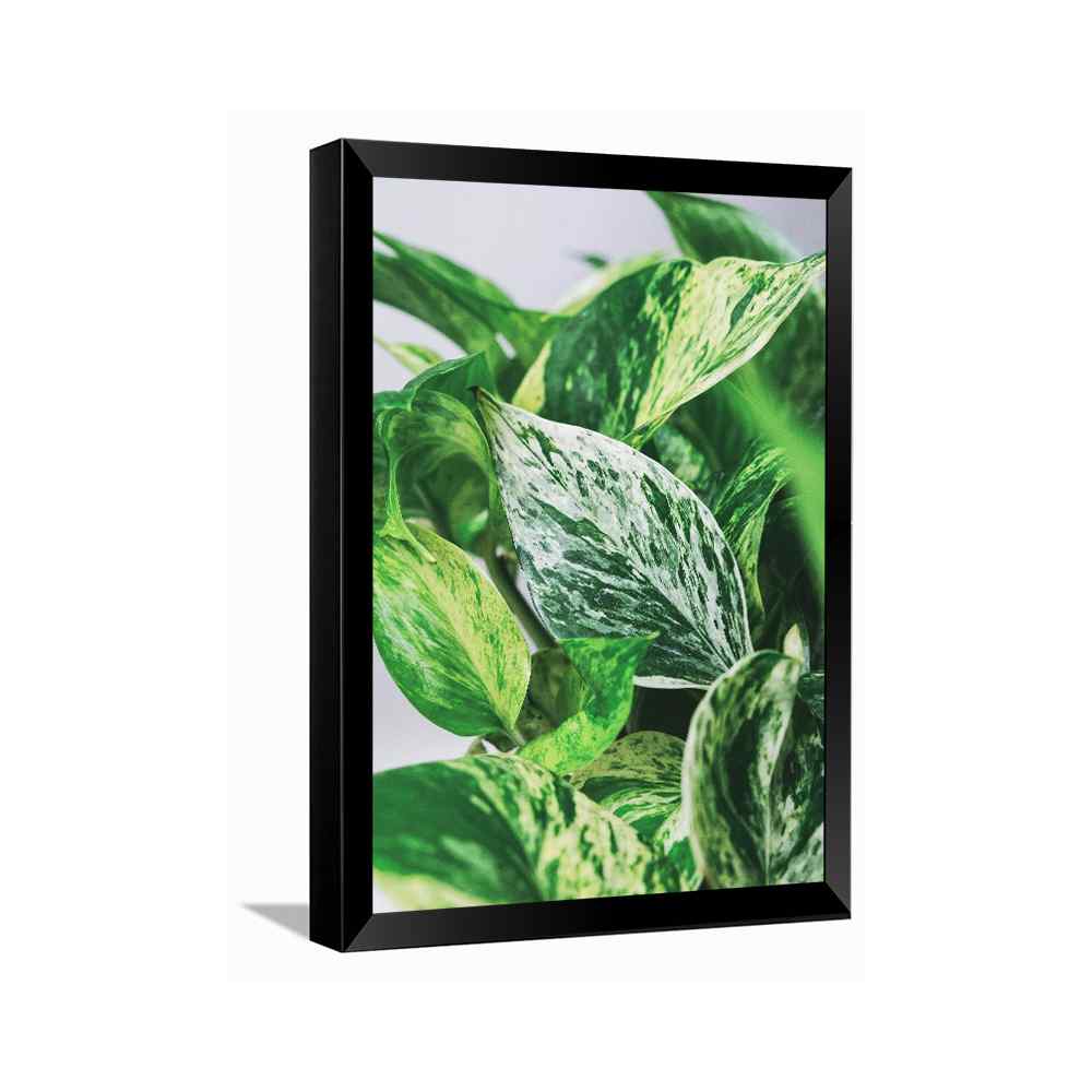 Air Purifying Plant---