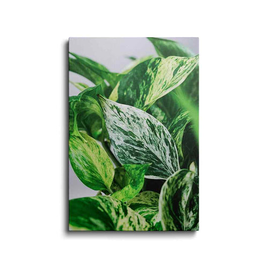 Botanical prints | Air Purifying Plant | wallstorie