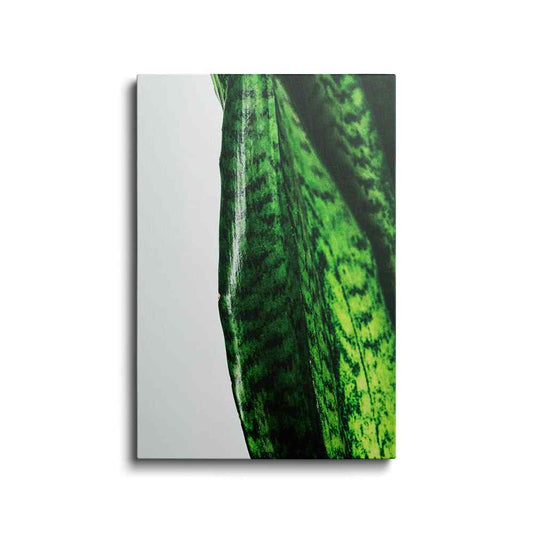 Botanical prints | Snake Plant | wallstorie