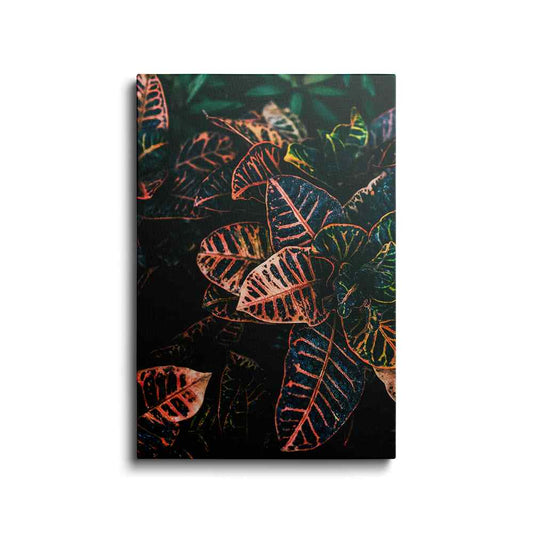 Botanical prints | Zebra Plant | wallstorie