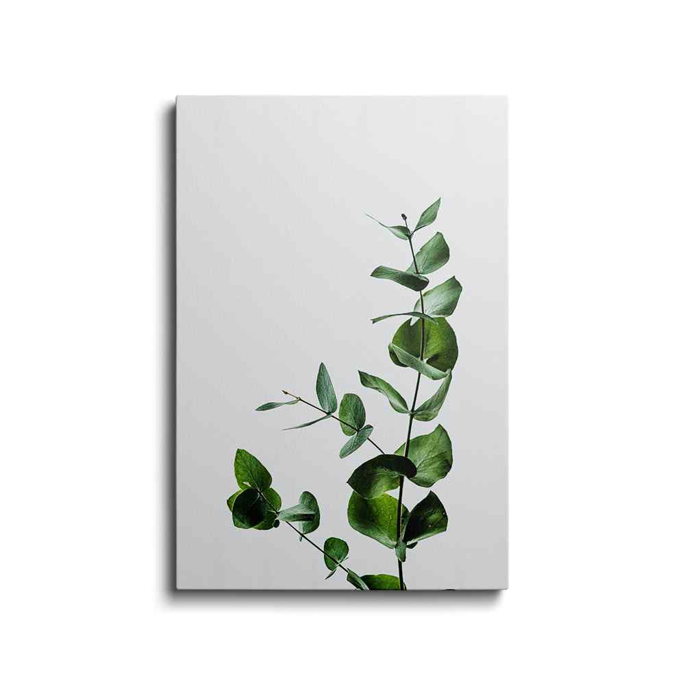Eucalyptus Leaves---
