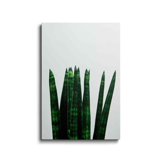 Botanical prints | Sanservieria Stuckyi | wallstorie