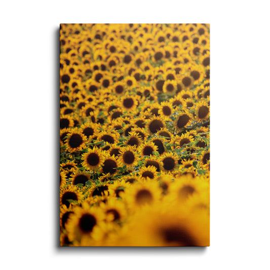 Botanical prints | Sunflower's Farm | wallstorie