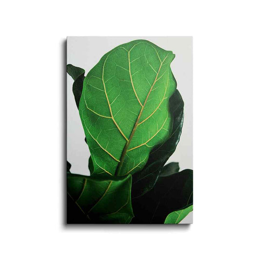 Botanical prints | Fiddle Leaf | wallstorie