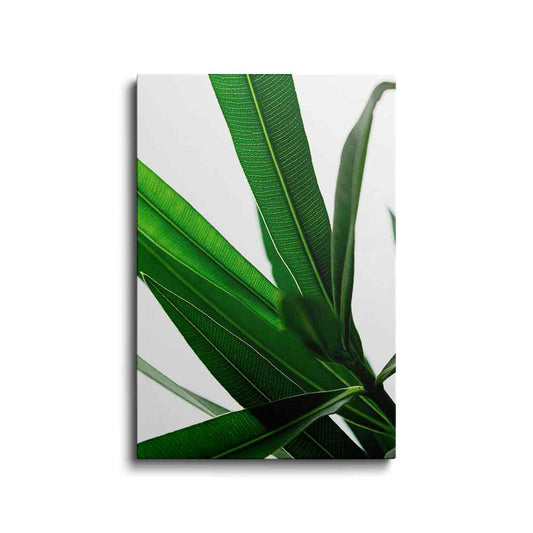 Botanical prints | Dwarf Kaner Leaf | wallstorie