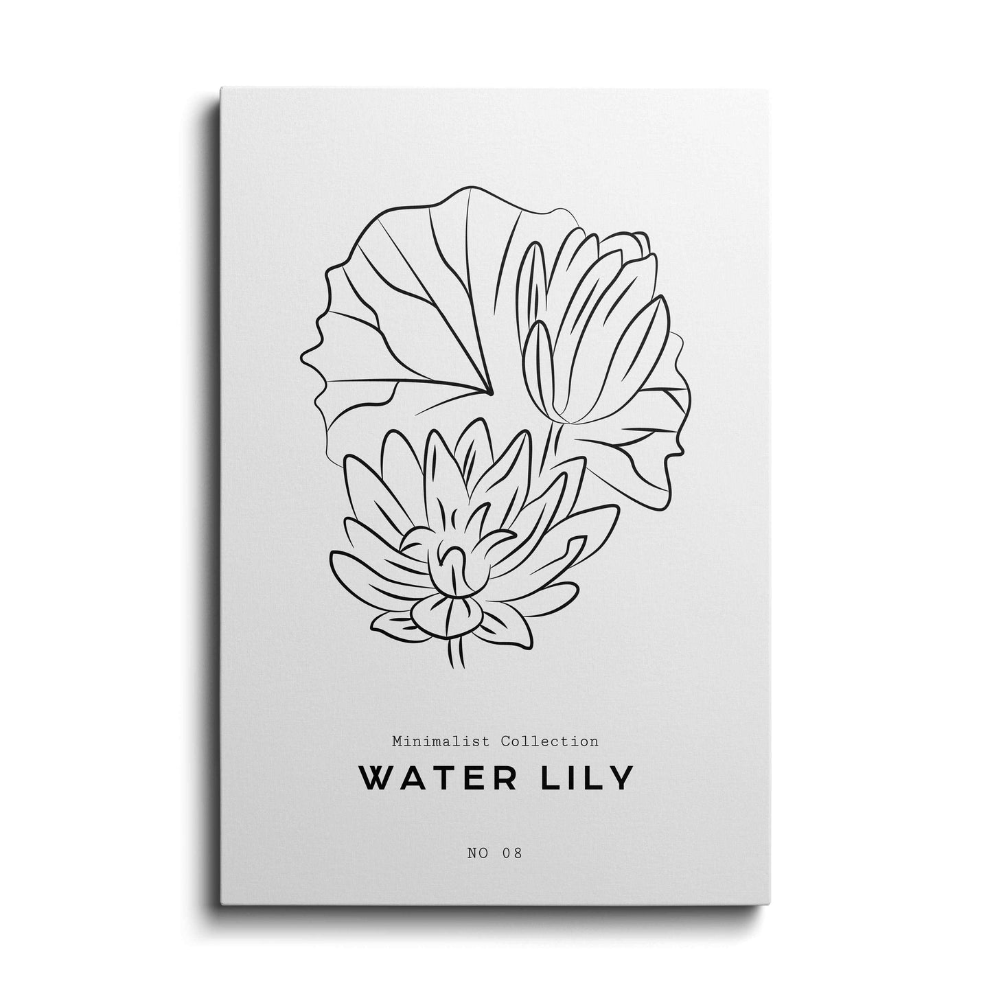 Water Lily---