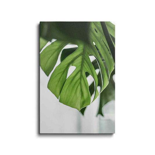 Botanical prints | Monstera Deliciosa | wallstorie