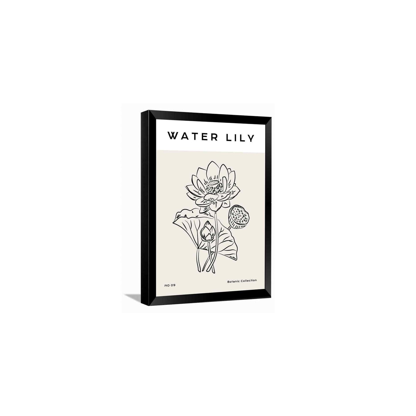 Water Lotus---