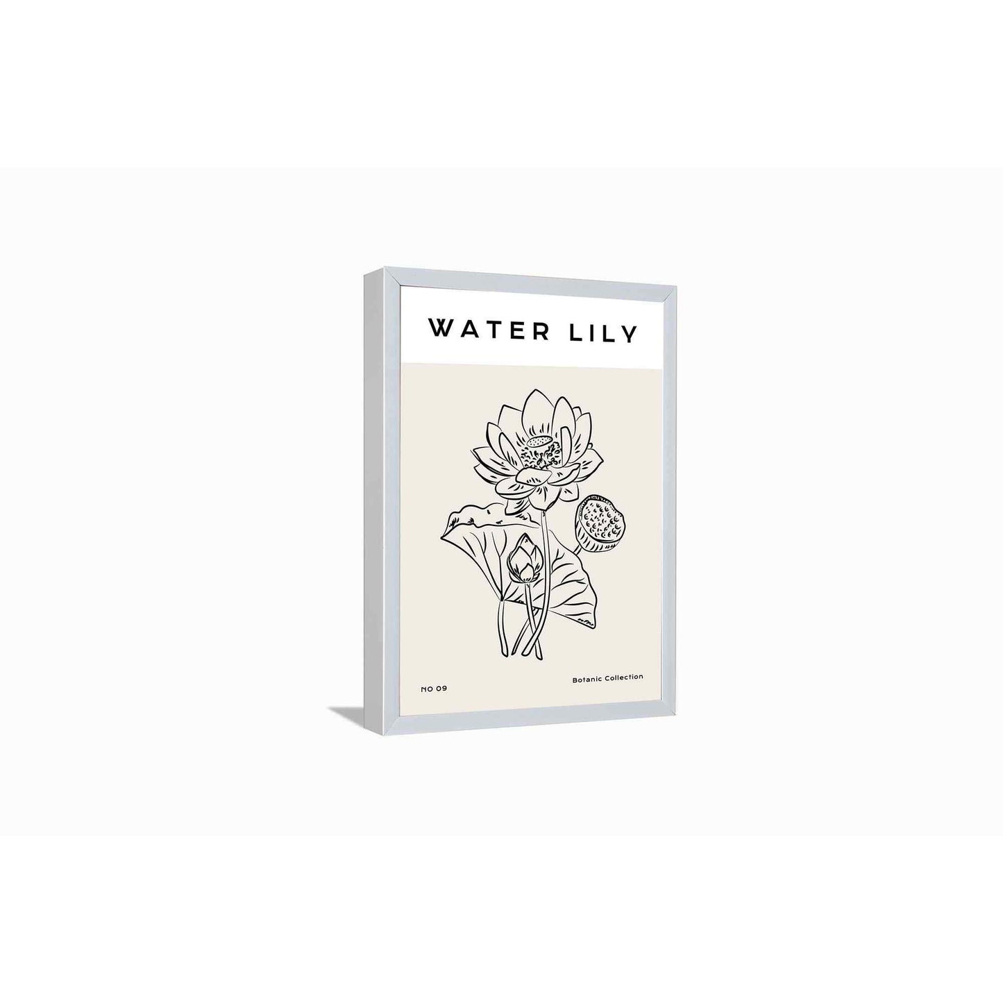 Water Lotus---